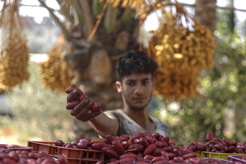 فلسطينيون يجمعون التمور في أحد المزارع جنوب غزة