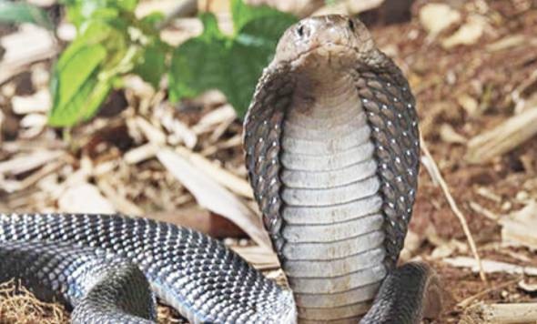 الكوبرا الهارب من حديقة حيوانات السويد يعود إلى قفصه