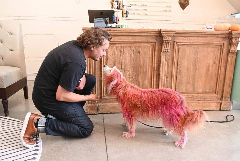 سان فرانسيسكو .. محل حلويات يقدم أطباقا خاصة للكلاب