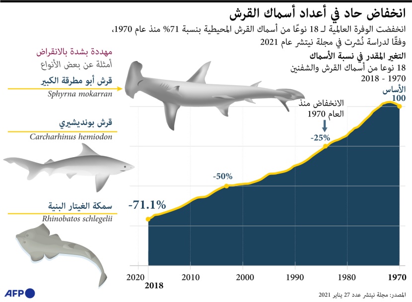الوفرة العالمية من أسماك القرش تنخفض إلى 18 نوعا .. تراجعت 71 % منذ 1970