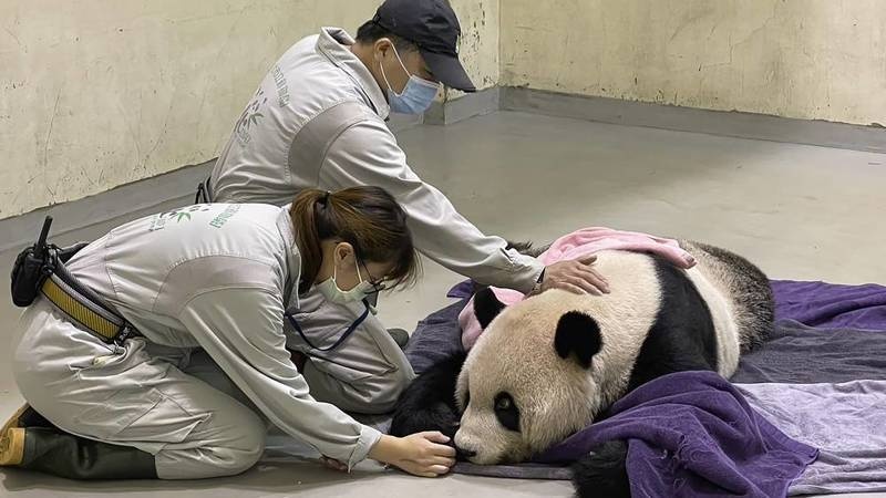 نفوق الباندا "توان توان" هدية الصين إلى تايوان