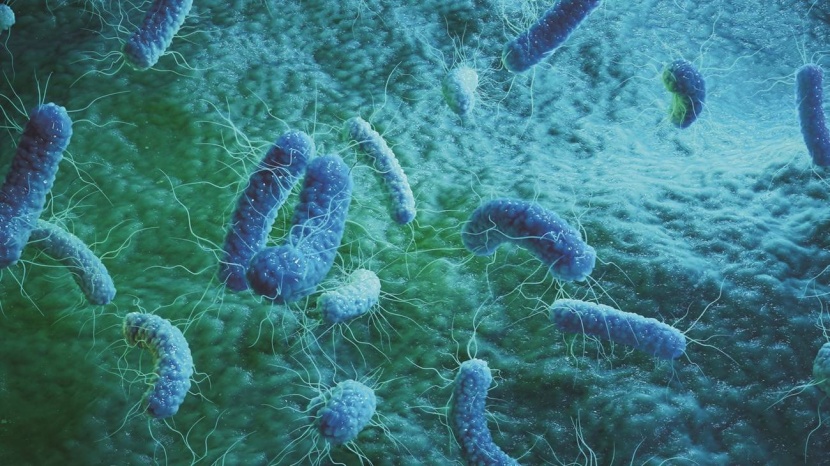 فيروسات فتاكة تشكل السبب الرئيس للوفيات في العالم