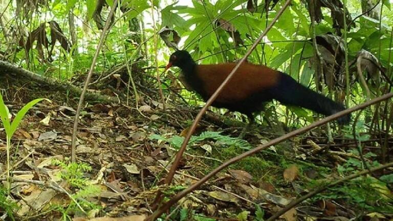 طائر يعود للأضواء بعد 140 عاما من الغياب