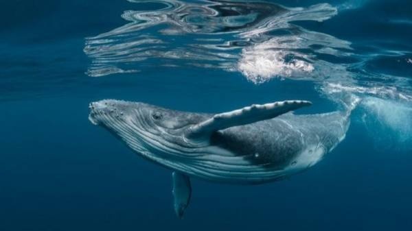 الحيتان تبتلع 10 ملايين قطعة من البلاستيك يوميا