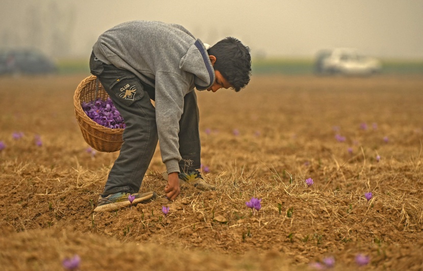 موسم حصاد الزعفران في الهند