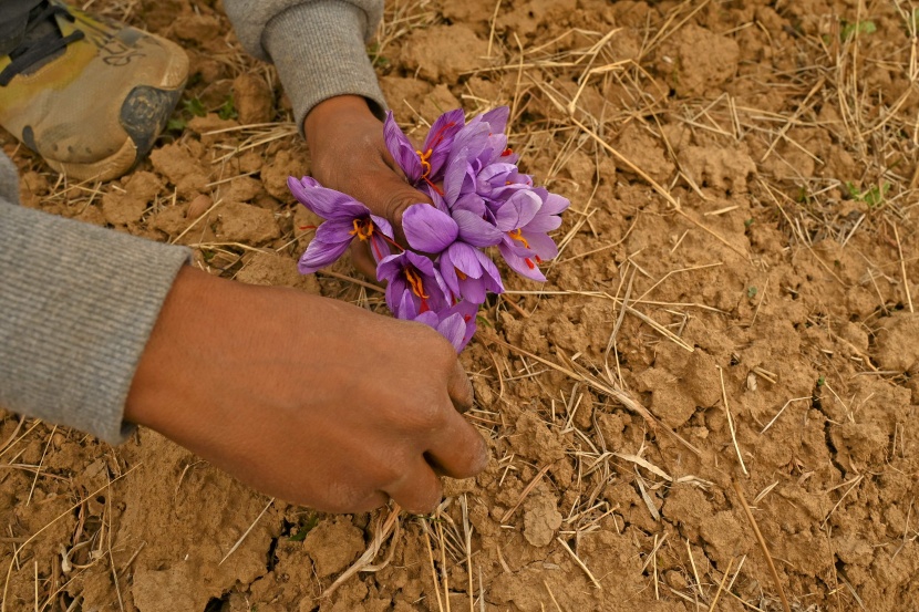 موسم حصاد الزعفران في الهند