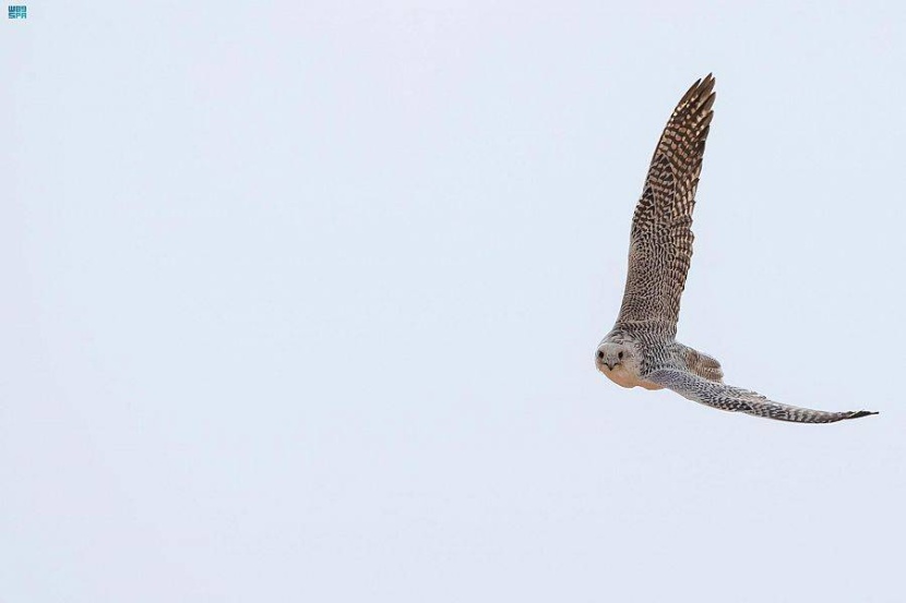 نادي الصقور السعودي .. 5 فائزين في الأسبوع الخامس