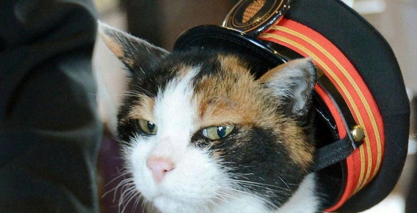 القطط تساعد الشرطة على التحقيق في الجرائم