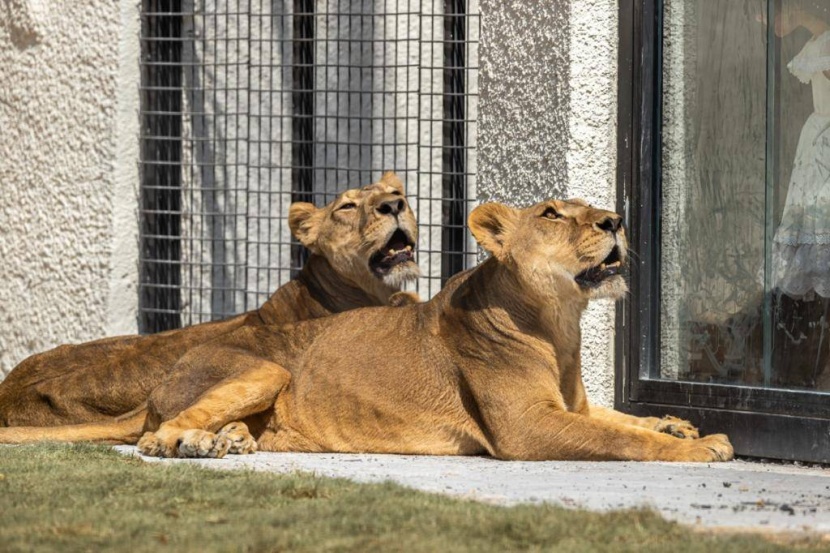 «رياض زوو» .. أجواء خلابة بين الطبيعة والحيوانات النادرة