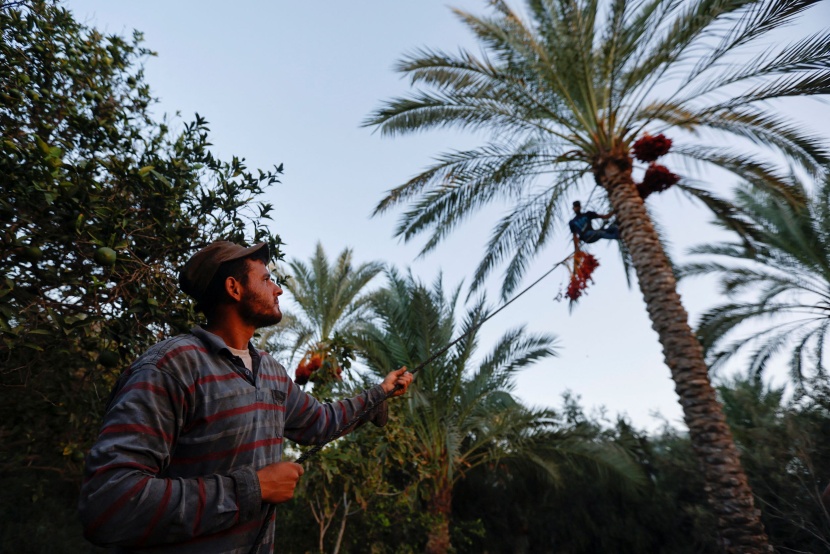 مزارعو التمور في غزة يعانون بعد أن نال الطقس السيئ من الحصاد