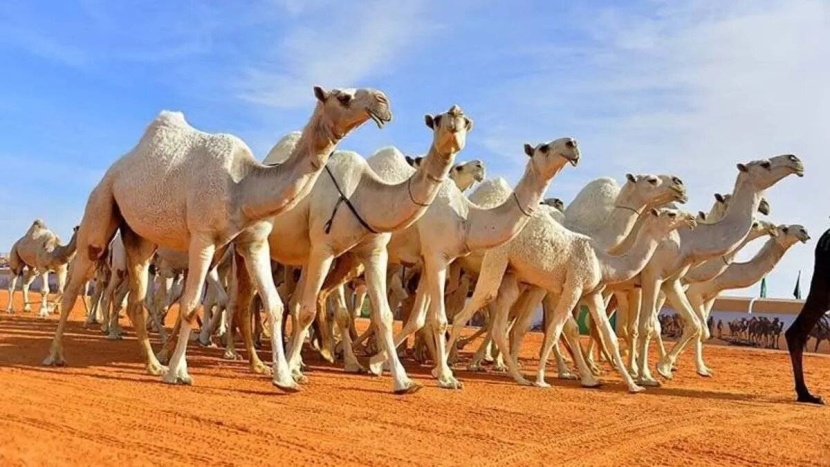 تسجيل «البن الخولاني السعودي» و«حداء الإبل» في اليونسكو