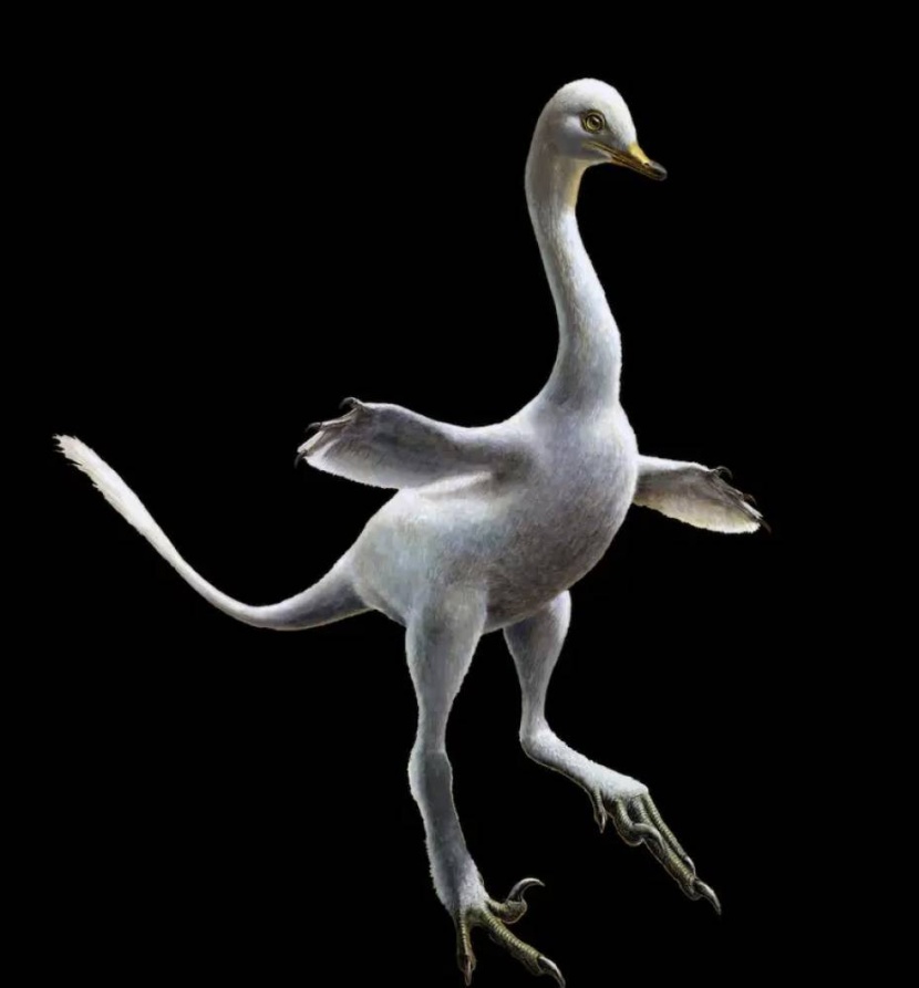 دراسة: اكتشاف ديناصور يشبه طائر الأوز في شرق آسيا