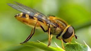 علماء العالم يدعون إلى حظر إطلاق الكائنات الحية المعدلة بالتكنولوجيا