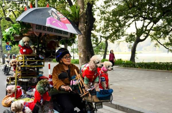 مسنة فيتنامية تتمشى بكلابها الـ 13 في شوارع هانوي