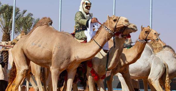 مهرجان الملك عبدالعزيز للإبل .. استعراض على ظهور الهجن