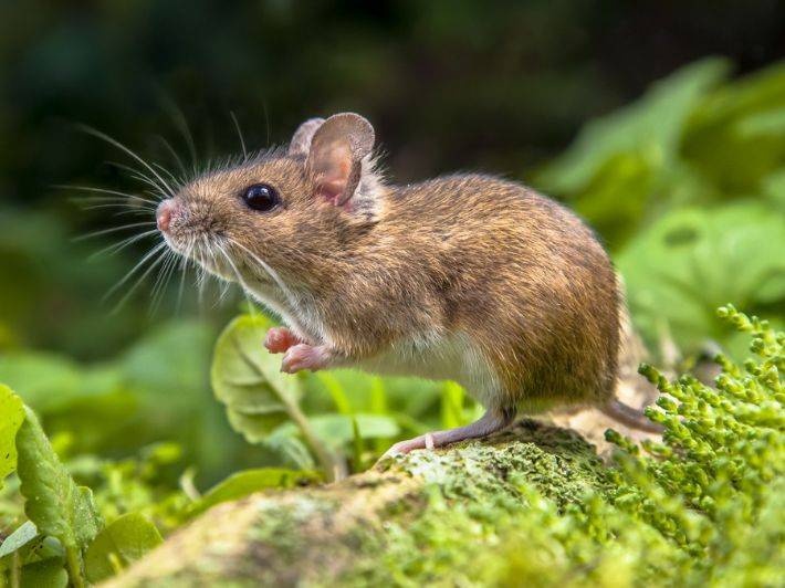 نيويورك تبحث عن تعيين مسؤول لوظيفة إعدام الفئران