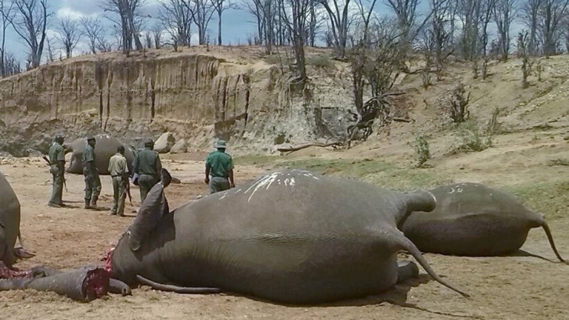 انقراض جماعي بحلول 2100 .. القضاء على ربع الكائنات الحية