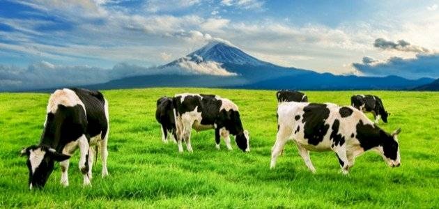 الحيوانات والنباتات .. مصدر إلهام لاكتشافات علمية كثيرة