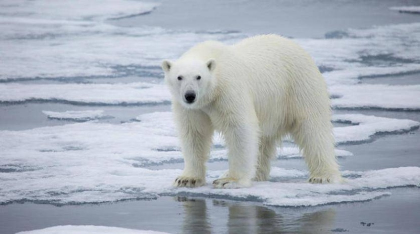دراسة جديدة: ارتفاع الحرارة يخفي الدببة القطبية