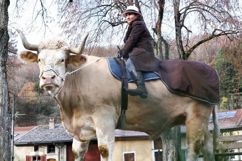 أستون .. ثور يخال نفسه حصانا