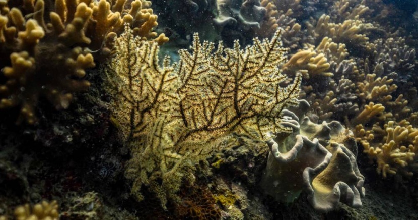 مرض غامض يهدد شعب تايلاند المرجانية