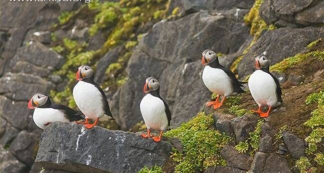 مواقع تعشيش طائر البفن مهددة بالزوال