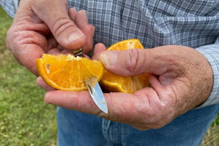 وباء التنين الأصفر يهدد حمضيات البحر المتوسط