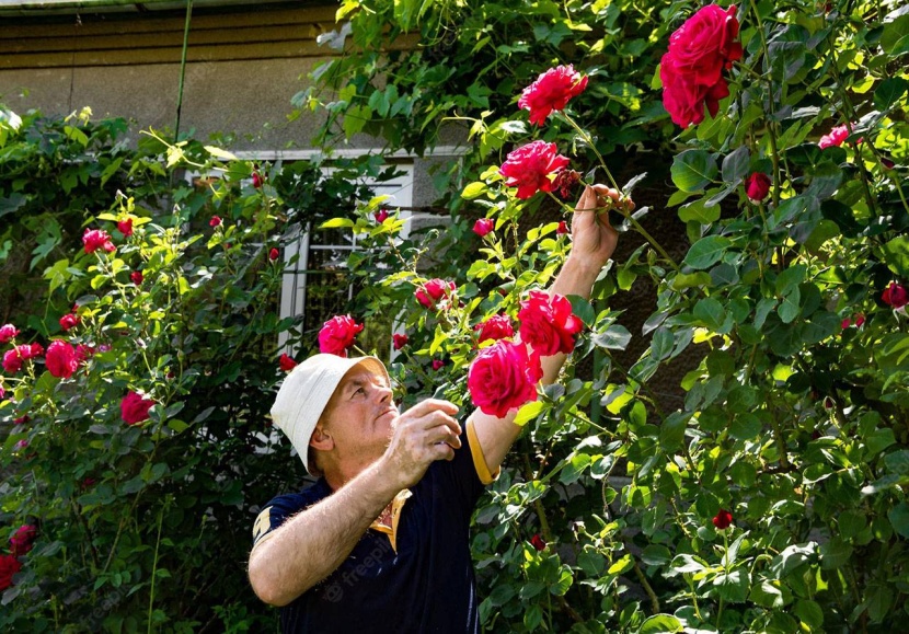 الاعتناء بالحدائق يقلل التوتر واحتمالات الإصابة بالأمراض المزمنة