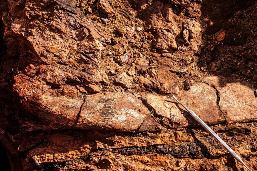 العثور على حفريات لديناصورات غير مألوفة في تشيلي