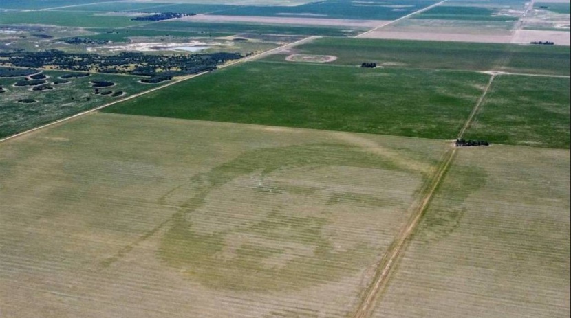 الأرجنتين .. حقل ذرة يبرز وجه ميسي خلال نموها