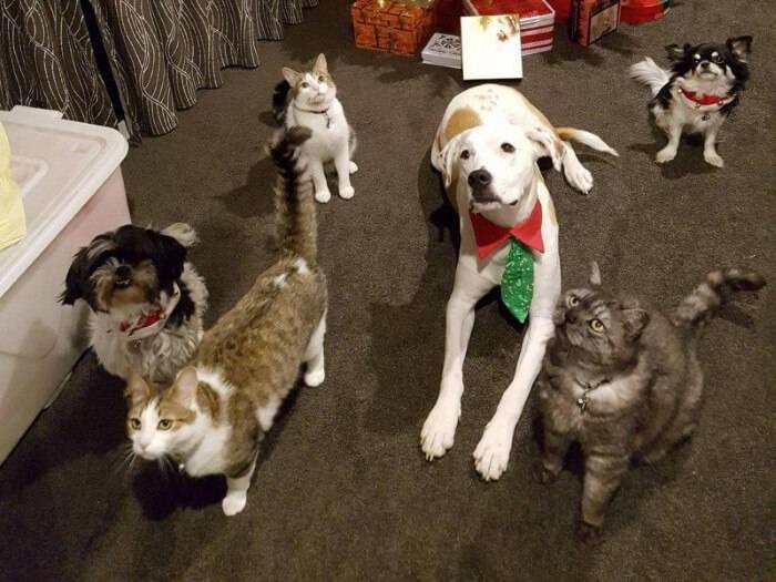 مجالسة الحيوانات الأليفة تعود إلى طبيعتها في الصين