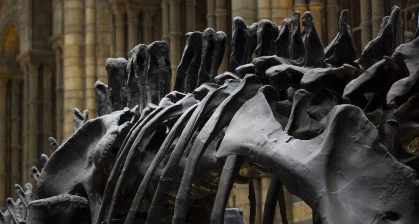 بـ 400 سن في فمه .. اكتشاف نوع جديد من الديناصورات