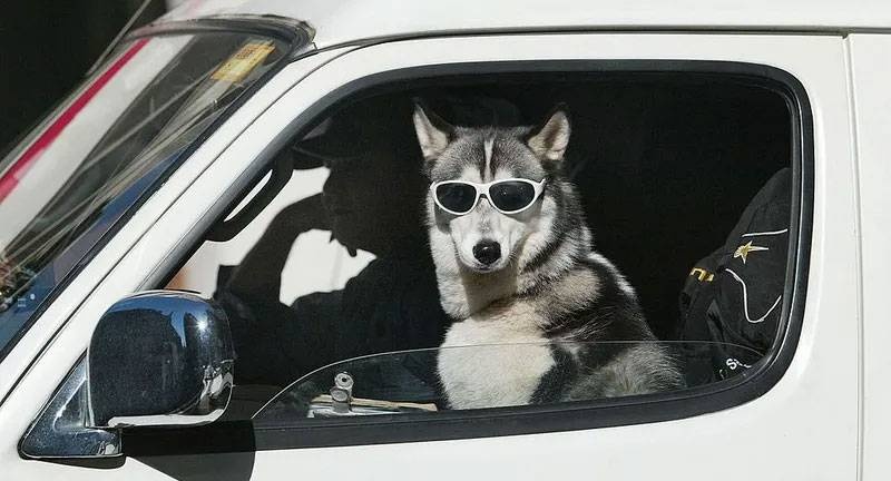 كلب يقتل صيادا أمريكيا داخل سيارته بالرصاص