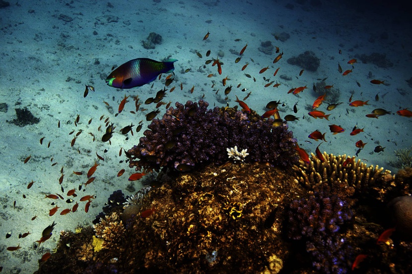 دراسة: ابيضاض المرجان يؤثر في غذاء الأسماك