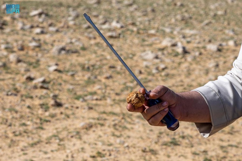 الفقع في الجوف .. رحلة للمتعة وأخرى للتجارة