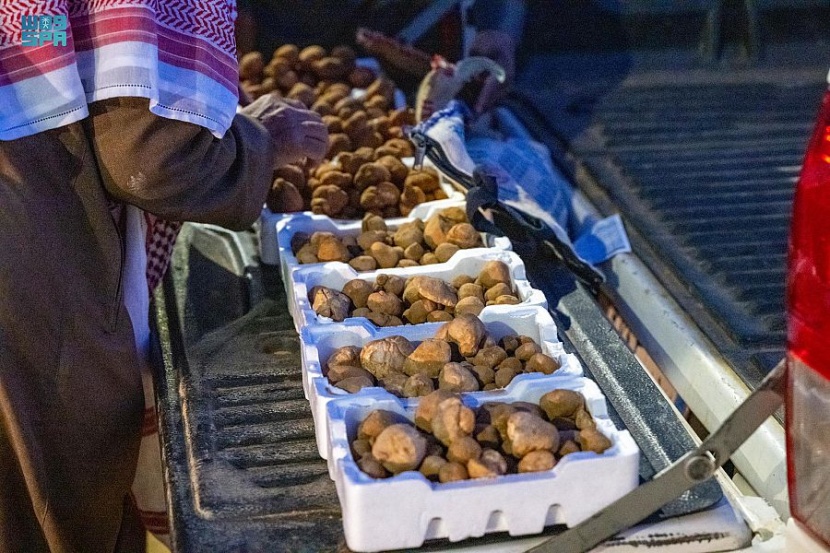 الفقع في الجوف .. رحلة للمتعة وأخرى للتجارة