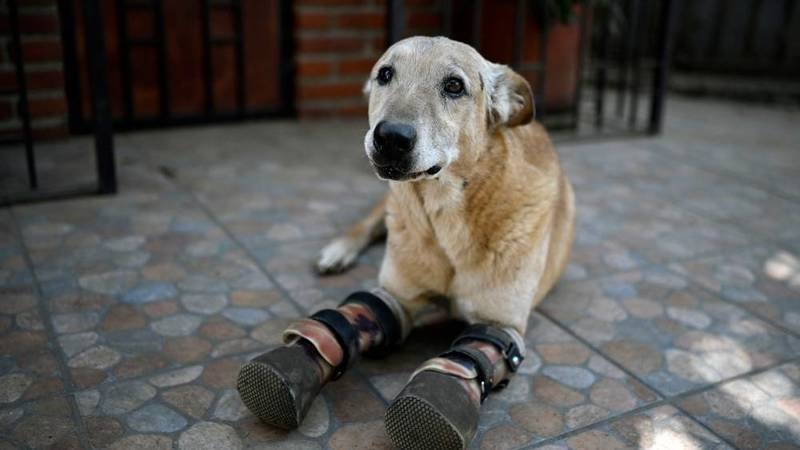 كلب مبتور الساقين ينافس على لقب أفضل حيوان أليف