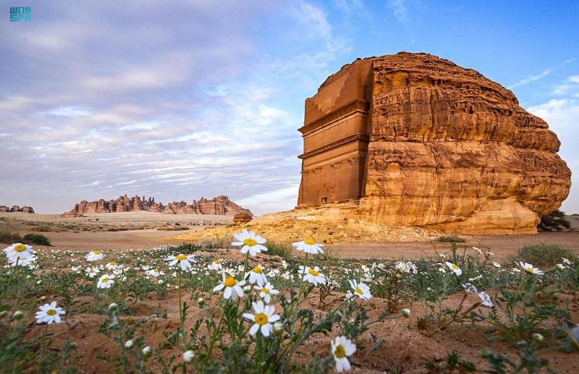 لوحات فنية ترسمها الزهور البرية في العلا