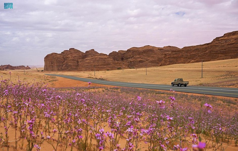 لوحات فنية ترسمها الزهور البرية في العلا
