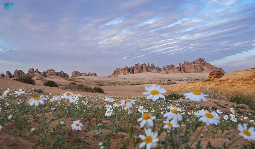 لوحات فنية ترسمها الزهور البرية في العلا