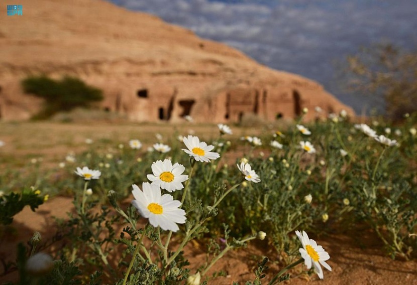 لوحات فنية ترسمها الزهور البرية في العلا