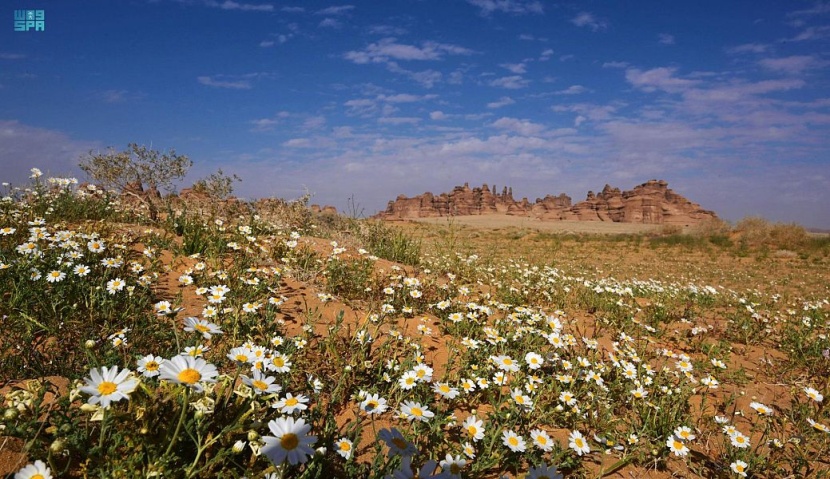 لوحات فنية ترسمها الزهور البرية في العلا