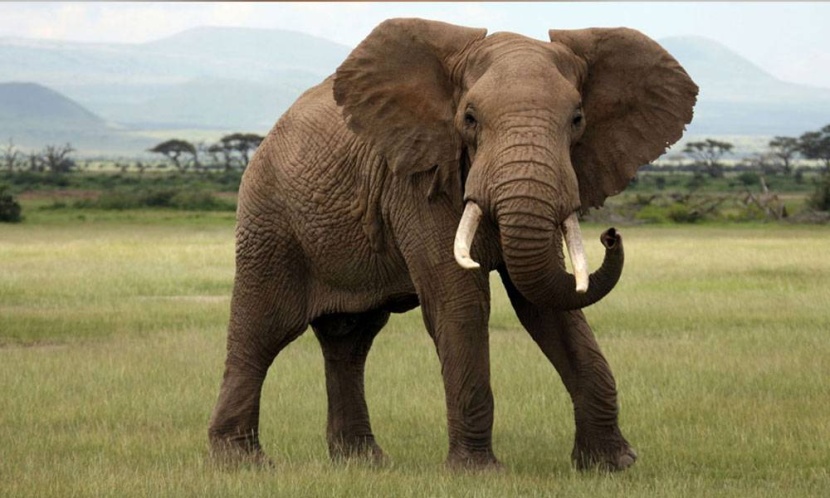 حظر منتجات البلاستيك لحماية الأفيال والغزلان