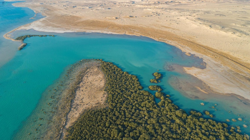 أشجار القرم .. أهم النظم البيئية لازدهار الحياة البحرية على سواحل تبوك 