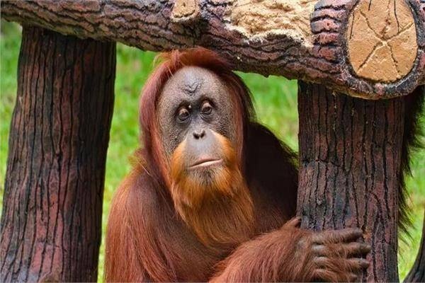 إنسان غاب .. حيوان مهدد بالانقراض توفي بعمر 50 عاما