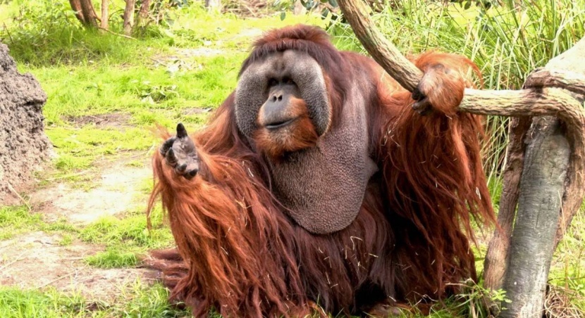 «إنسان الغاب» يقطع المؤتمر الصحافي للرئيس الألماني