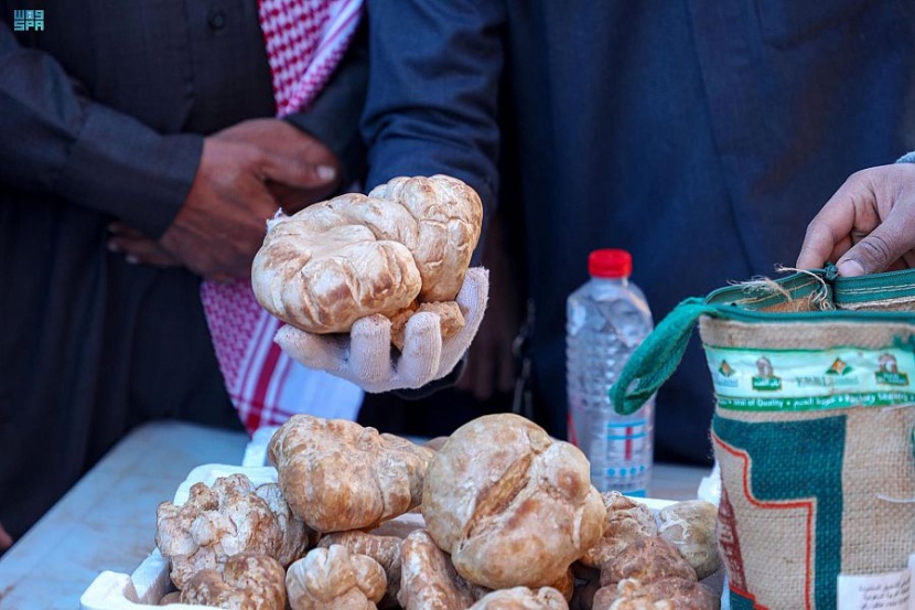 وفرة كبيرة وأسعار متفاوتة في أسواق الفقع .. 10 كيلوات بنحو 650 ريالا