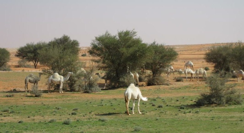 "البيئة": تحديد الحمولة الرعوية يسهم في ازدهار المراعي واستدامة الغطاء النباتي