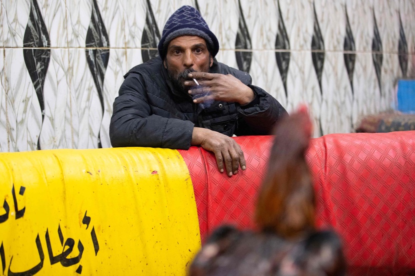 مصارعة الديوك .. هواية تمارس في العراق منذ عقود