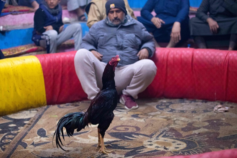 مصارعة الديوك .. هواية تمارس في العراق منذ عقود